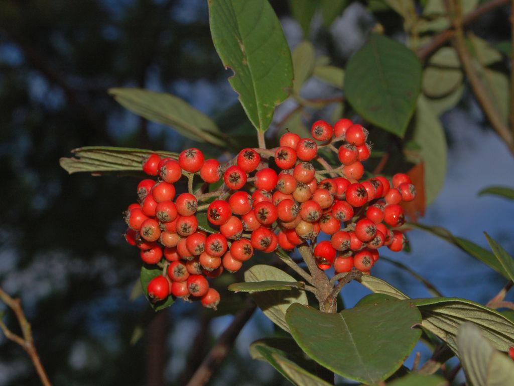 Bacche rosse in un parco pubblico - cfr. Photina serrulata